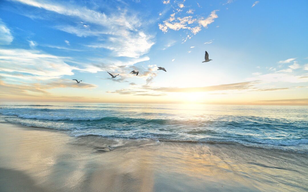 Beach Sunset with Birds flying over ocean in los angeles